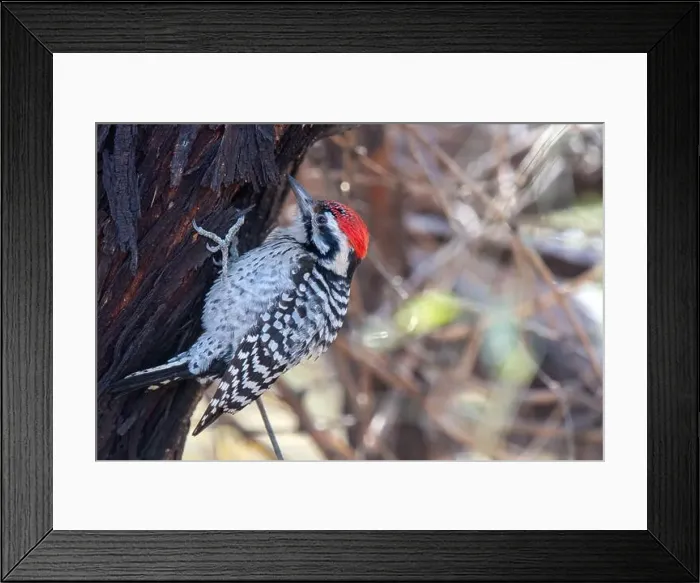 Framed Print : Ladder-backed Woodpecker (Dryobates scalaris) Framed Print : Ladder-backed Woodpecker (Dryobates scalaris)