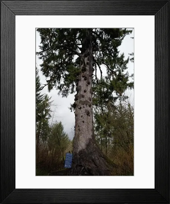 Framed Print : Sites around the Lake Quinault area in Olympic National Park Framed Print : Sites around the Lake Quinault area in Olympic National Park
