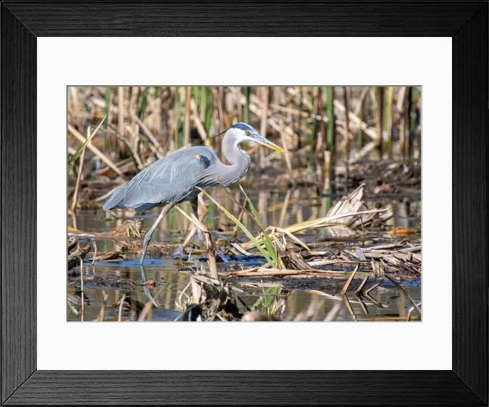 Framed Print : Great Blue Heron (Ardea herodias) Framed Print : Great Blue Heron (Ardea herodias)