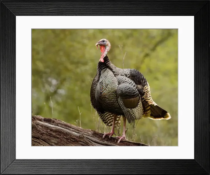 Framed Print : male Wild Turkey (Melagris gallopavo) standing on a log Framed Print : male Wild Turkey (Melagris gallopavo) standing on a log