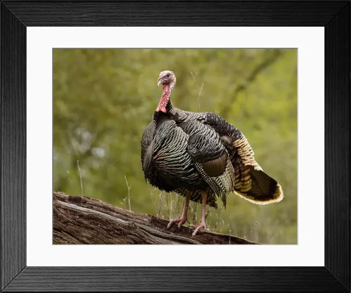 Framed Print : male Wild Turkey (Melagris gallopavo) standing on a log Framed Print : male Wild Turkey (Melagris gallopavo) standing on a log