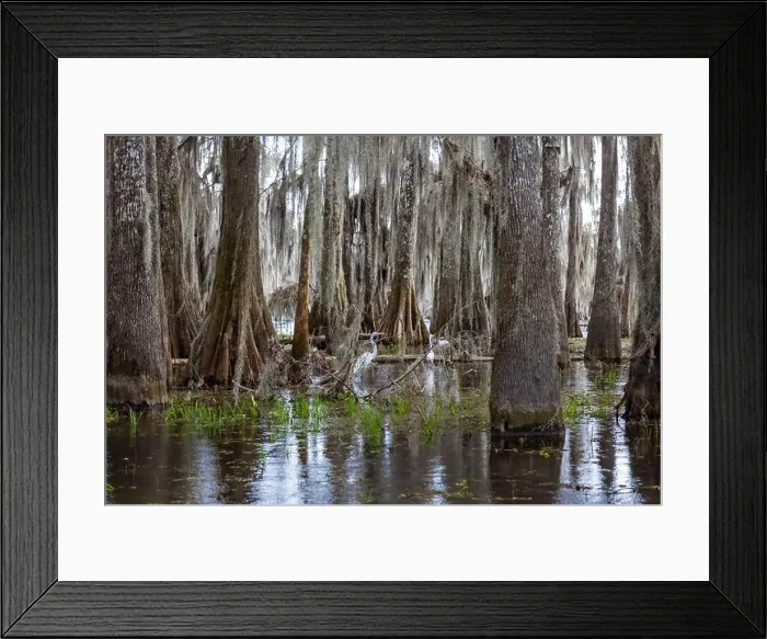 Framed Print : Swamp tour on a boat near Lafayette, Luisiana Framed Print : Swamp tour on a boat near Lafayette, Luisiana