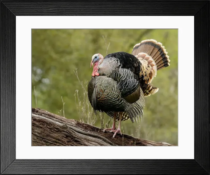 Framed Print : male Wild Turkey (Melagris gallopavo) standing on a log Framed Print : male Wild Turkey (Melagris gallopavo) standing on a log