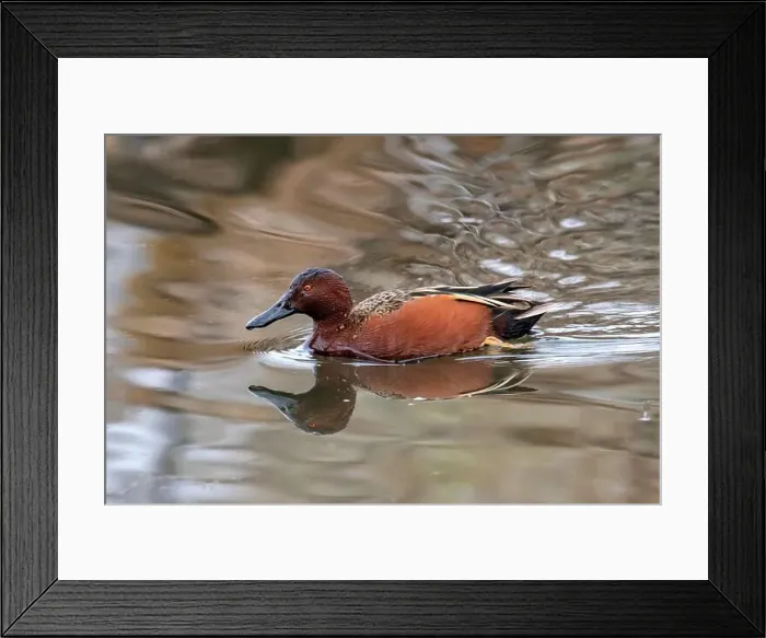 Framed Print : Cinnamon Teal (Spatula cyanoptera) Framed Print : Cinnamon Teal (Spatula cyanoptera)