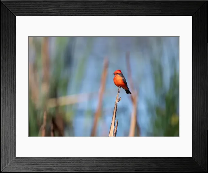 Framed Print : Vermilion Flycatcher (Pyrocephalus obscurus) Framed Print : Vermilion Flycatcher (Pyrocephalus obscurus)