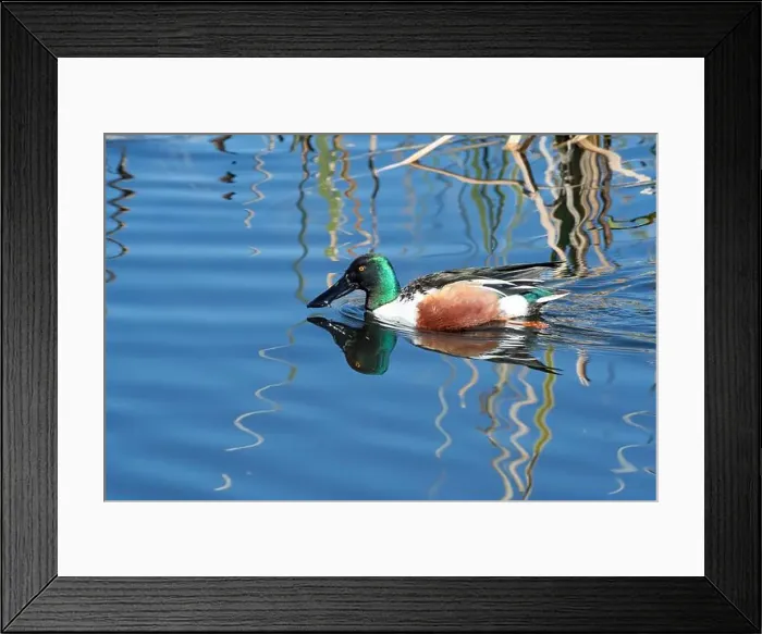 Framed Print : Northern Shoveler (Spatula clypeata)