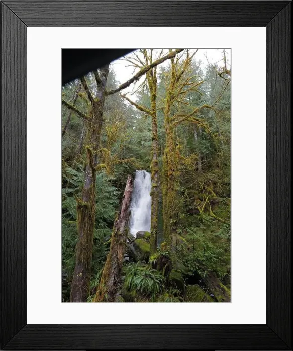 Framed Print : Sites around the Lake Quinault area in Olympic National Park Framed Print : Sites around the Lake Quinault area in Olympic National Park