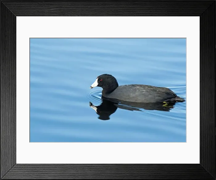 Framed Print : American Coot (Fulica americana) Framed Print : American Coot (Fulica americana)