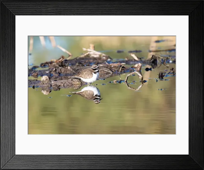 Framed Print : Killdeer (Charadrius vociferus) Framed Print : Killdeer (Charadrius vociferus)