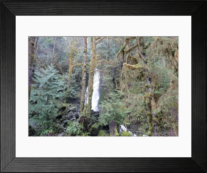 Framed Print : Sites around the Lake Quinault area in Olympic National Park Framed Print : Sites around the Lake Quinault area in Olympic National Park