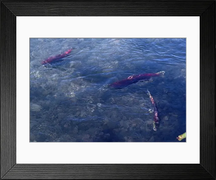 Framed Print : Three savage salmons migrating to their birthplace for reproduction in the Kenai river, Alaska Framed Print : Three savage salmons migrating to their birthplace for reproduction in the Kenai river, Alaska