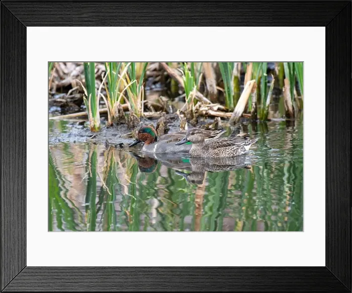 Framed Print : Green-winged Teal pair (Anas crecca) Framed Print : Green-winged Teal pair (Anas crecca)