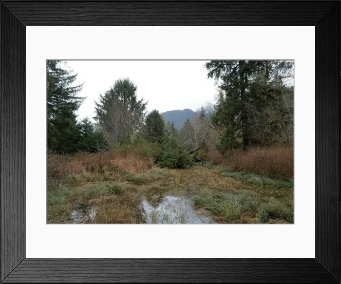 Framed Print : Sites around the Lake Quinault area in Olympic National Park Framed Print : Sites around the Lake Quinault area in Olympic National Park