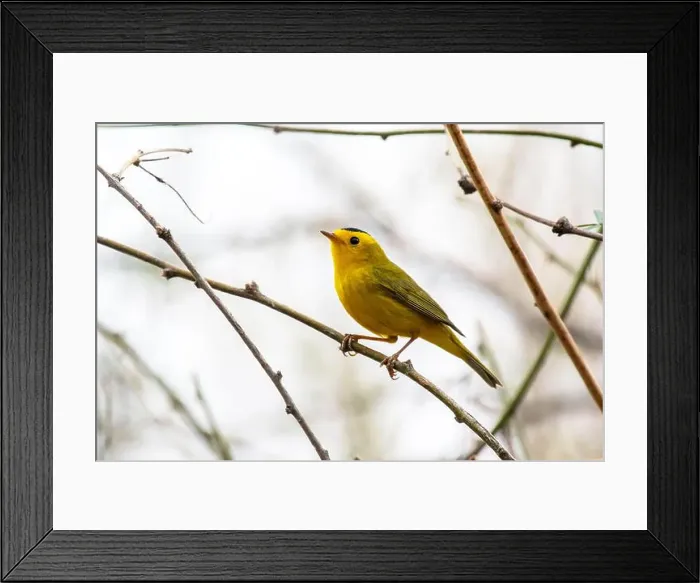 Framed Print : Wilson's Warbler (Cardellina pusilla) Framed Print : Wilson's Warbler (Cardellina pusilla)