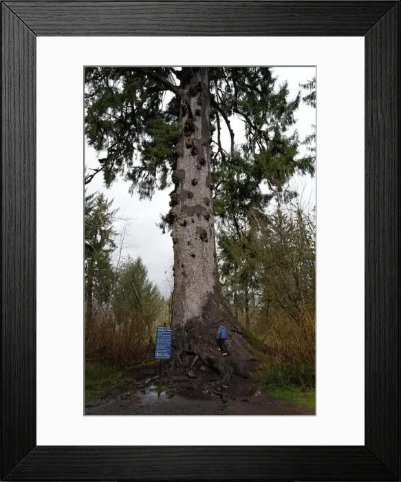 Framed Print : Sites around the Lake Quinault area in Olympic National Park Framed Print : Sites around the Lake Quinault area in Olympic National Park