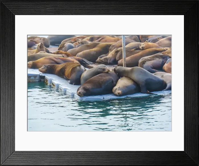 Framed Print : Group of sea lions lounging on a dock in Oceanside Framed Print : Group of sea lions lounging on a dock in Oceanside