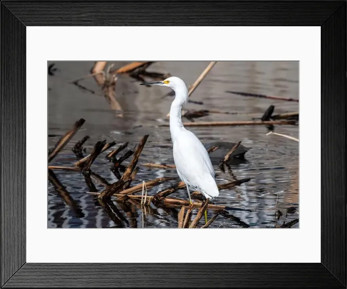 Framed Print : Snowy Egret (Egretta thula) Framed Print : Snowy Egret (Egretta thula)