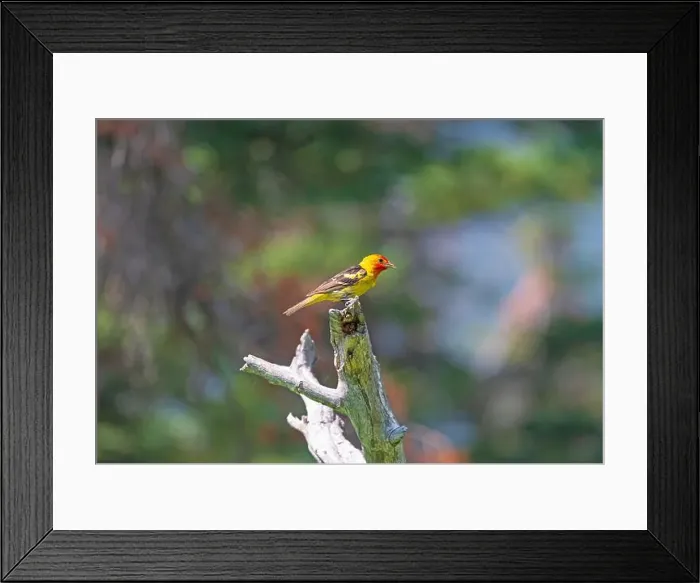 Framed Print : Western Tanager in the Forest in Glacier Nationa Park in Montana Framed Print : Western Tanager in the Forest in Glacier Nationa Park in Montana