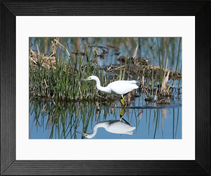 Framed Print : Snowy Egret (Egretta thula)