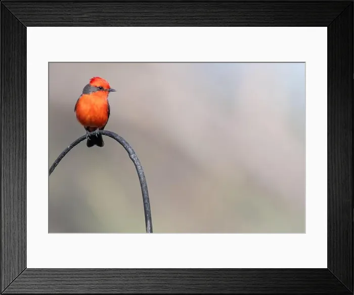 Framed Print : Vermilion Flycatcher (Pyrocephalus obscurus) Framed Print : Vermilion Flycatcher (Pyrocephalus obscurus)