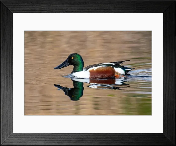 Framed Print : Northern Shoveler (Spatula clypeata) Framed Print : Northern Shoveler (Spatula clypeata)