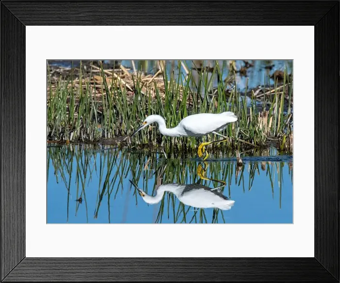 Framed Print : Snowy Egret (Egretta thula) Framed Print : Snowy Egret (Egretta thula)