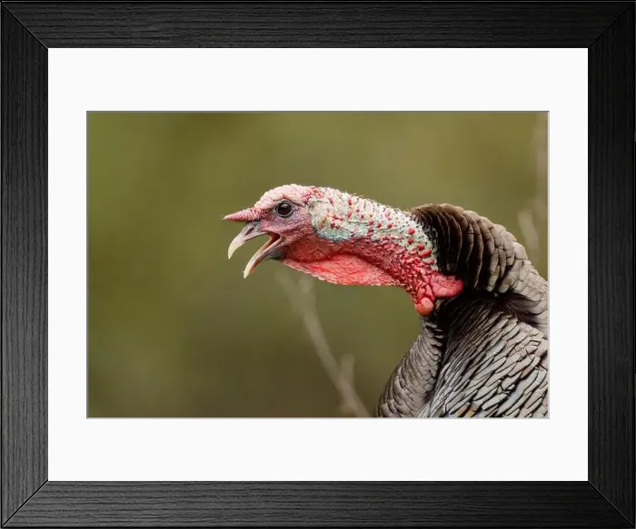 Framed Print : male Wild Turkey (Melagris gallopavo) gobbling Framed Print : male Wild Turkey (Melagris gallopavo) gobbling