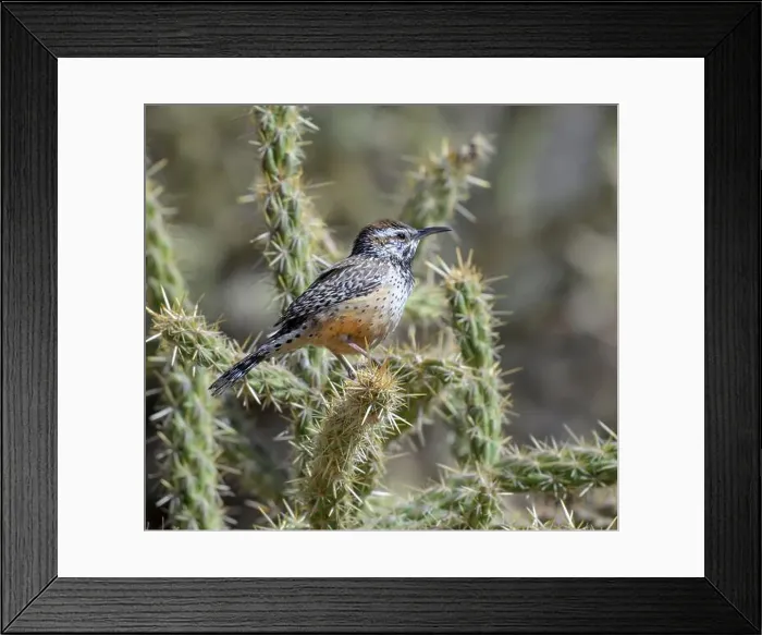 Framed Print : Cactus wren (Campylorhynchus brunneicapillus) perching on cholla cactus, Red Rock Canyon, Nevada, USA Framed Print : Cactus wren (Campylorhynchus brunneicapillus) perching on cholla cactus, Red Rock Canyon, Nevada, USA