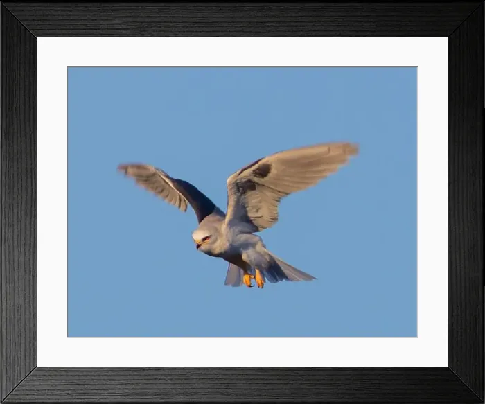 Framed Print : White-tailed Kite adult hovering in search of rodents Framed Print : White-tailed Kite adult hovering in search of rodents