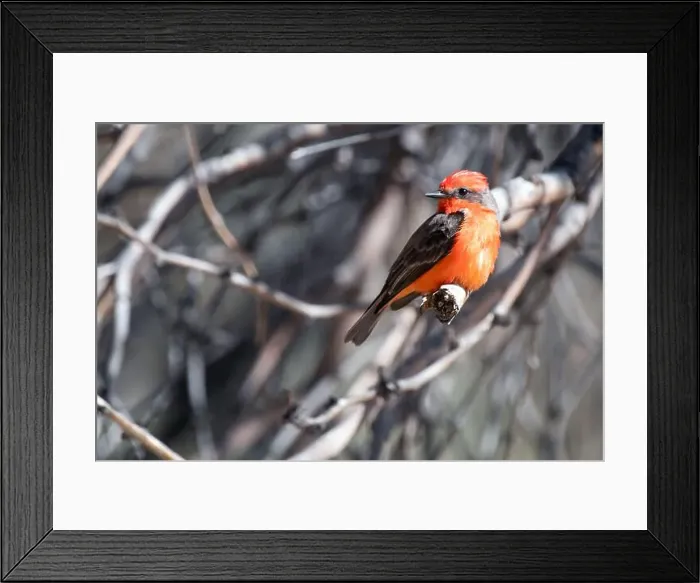 Framed Print : Vermilion Flycatcher (Pyrocephalus obscurus) Framed Print : Vermilion Flycatcher (Pyrocephalus obscurus)
