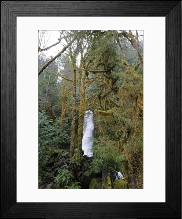 Framed Print : Sites around the Lake Quinault area in Olympic National Park Framed Print : Sites around the Lake Quinault area in Olympic National Park