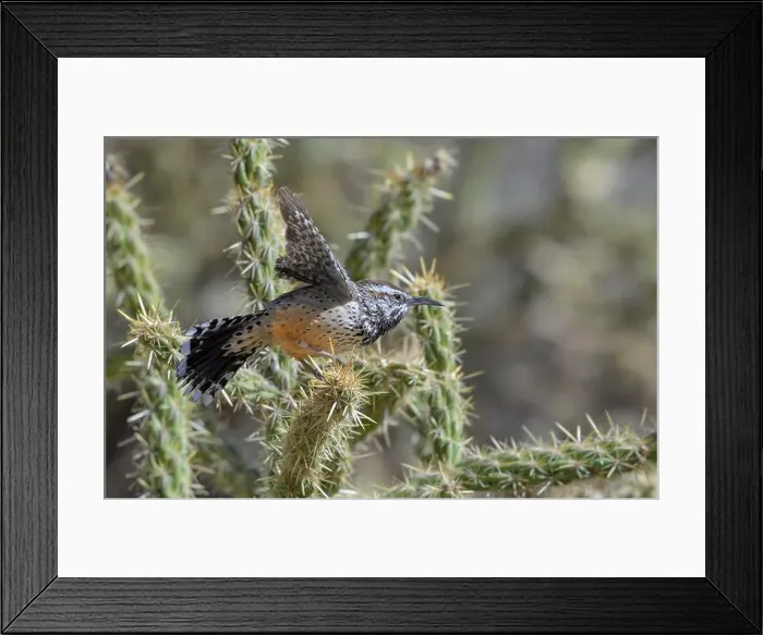 Framed Print : Cactus wren (Campylorhynchus brunneicapillus) taking off from cholla cactus, Red Rock Canyon, Nevada, USA Framed Print : Cactus wren (Campylorhynchus brunneicapillus) taking off from cholla cactus, Red Rock Canyon, Nevada, USA