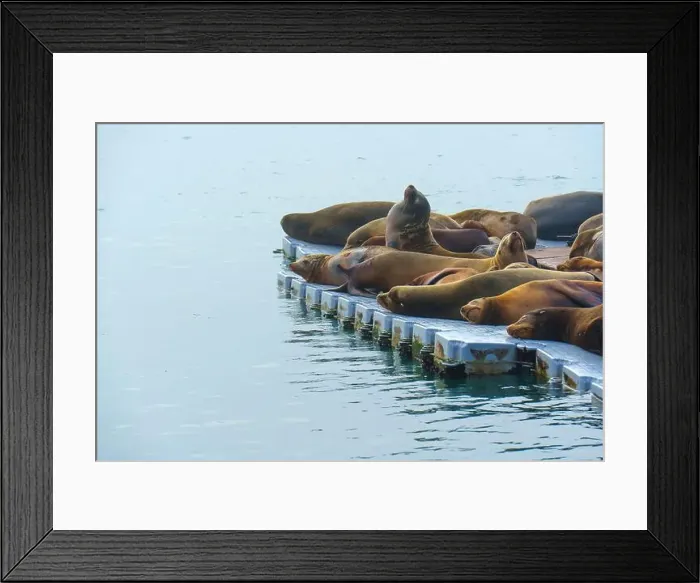 Framed Print : Group of sea lions basking on a floating dock in Oceanside Framed Print : Group of sea lions basking on a floating dock in Oceanside