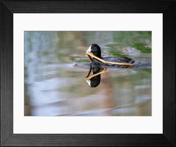 Framed Print : American Coot (Fulica americana)