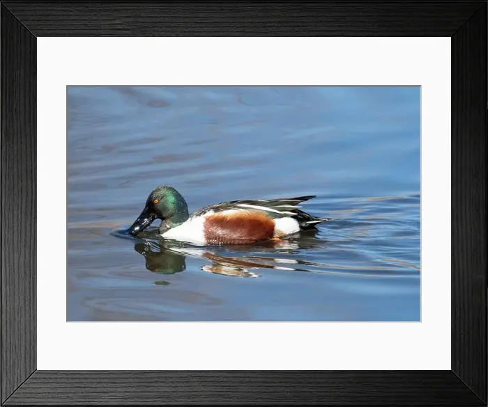 Framed Print : Northern Shoveler (Spatula clypeata) Framed Print : Northern Shoveler (Spatula clypeata)