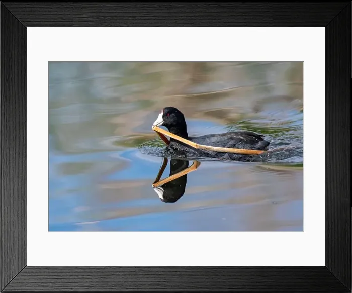 Framed Print : American Coot (Fulica americana) Framed Print : American Coot (Fulica americana)