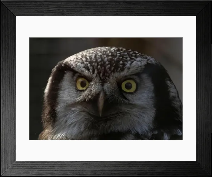 Framed Print : Northern hawk-owl (Surnia ulula). close up Framed Print : Northern hawk-owl (Surnia ulula). close up