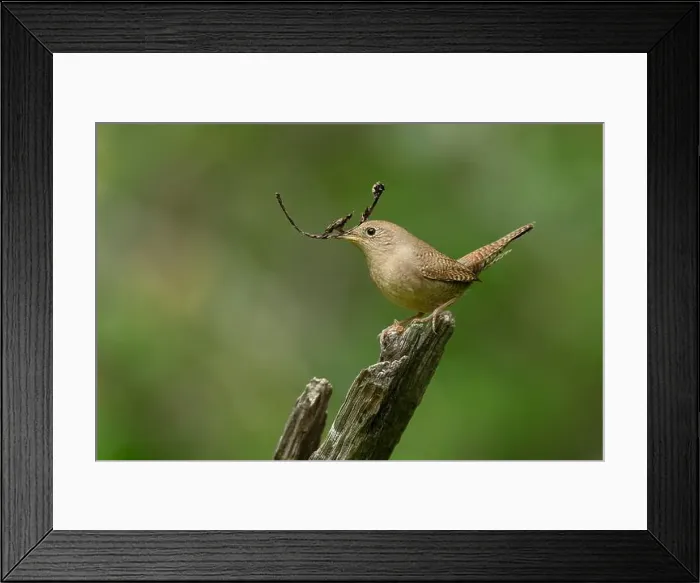 Framed Print : Northern House Wren in oak forest, Sacramento County California Framed Print : Northern House Wren in oak forest, Sacramento County California