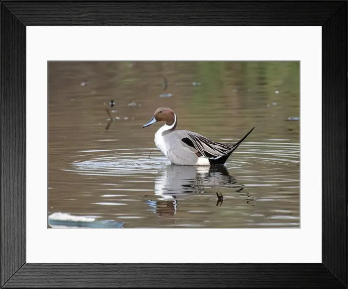 Framed Print : Northern Pintail (Anas acuta) Framed Print : Northern Pintail (Anas acuta)