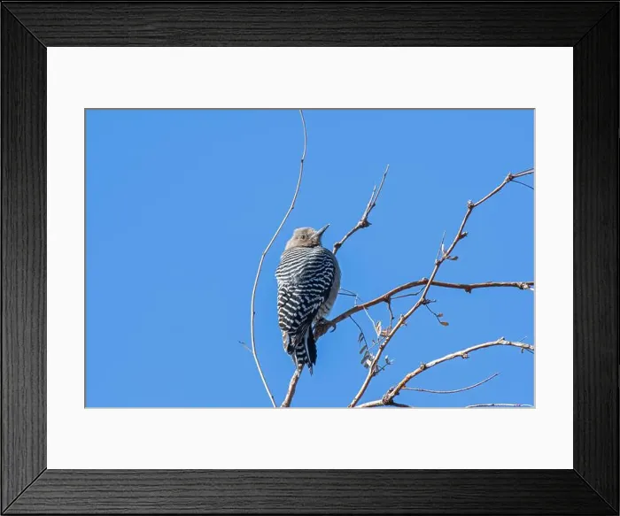 Framed Print : Gila Woodpecker (Melanerpes uropygialis) Framed Print : Gila Woodpecker (Melanerpes uropygialis)