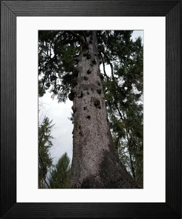 Framed Print : Sites around the Lake Quinault area in Olympic National Park Framed Print : Sites around the Lake Quinault area in Olympic National Park
