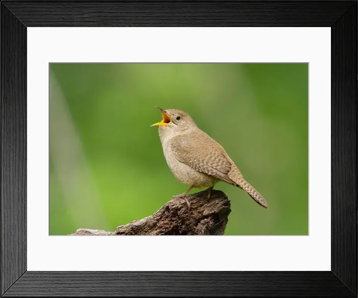 Framed Print : Northern House Wren in oak forest, Sacramento County California