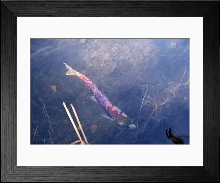 Framed Print : Savage salmon migrating to its birthplace for reproduction in the Kenai river, Alaska Framed Print : Savage salmon migrating to its birthplace for reproduction in the Kenai river, Alaska