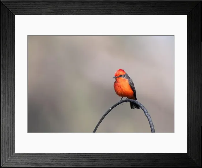 Framed Print : Vermilion Flycatcher (Pyrocephalus obscurus) Framed Print : Vermilion Flycatcher (Pyrocephalus obscurus)