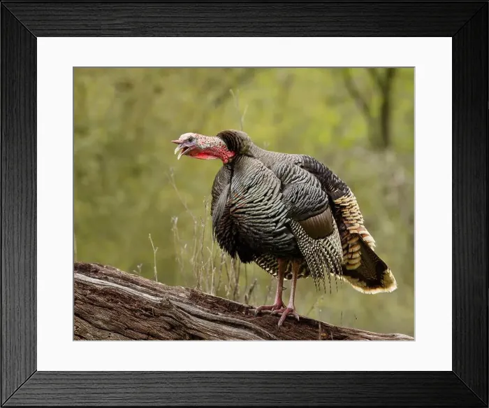 Framed Print : male Wild Turkey (Melagris gallopavo) gobbling Framed Print : male Wild Turkey (Melagris gallopavo) gobbling