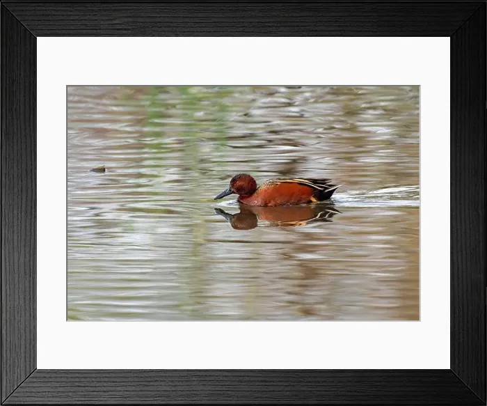Framed Print : Cinnamon Teal (Spatula cyanoptera) Framed Print : Cinnamon Teal (Spatula cyanoptera)