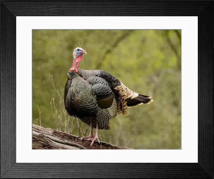 Framed Print : male Wild Turkey (Melagris gallopavo) standing on a log Framed Print : male Wild Turkey (Melagris gallopavo) standing on a log