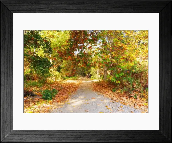Framed Print : Serene gravel pathway adorned with fallen leaves Framed Print : Serene gravel pathway adorned with fallen leaves