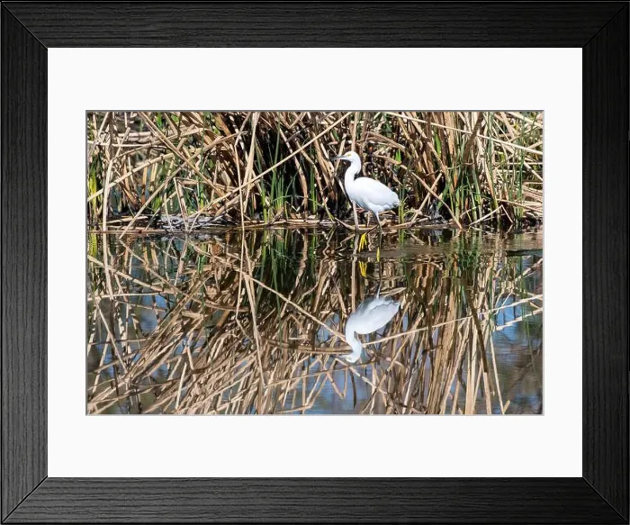 Framed Print : Snowy Egret (Egretta thula)