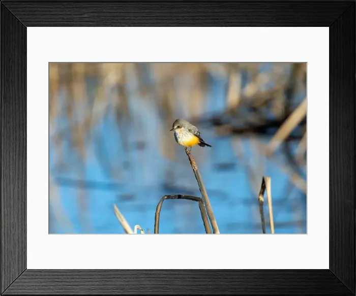 Framed Print : Vermilion Flycatcher (Pyrocephalus obscurus) Framed Print : Vermilion Flycatcher (Pyrocephalus obscurus)